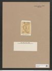 Navicula franciscae O'Meara (de-Toni-Nr.: Genus 1, Species 377) Zeichnungen Sammlung Grunow Nr. 847 (NHMW-BOT-W0367285)